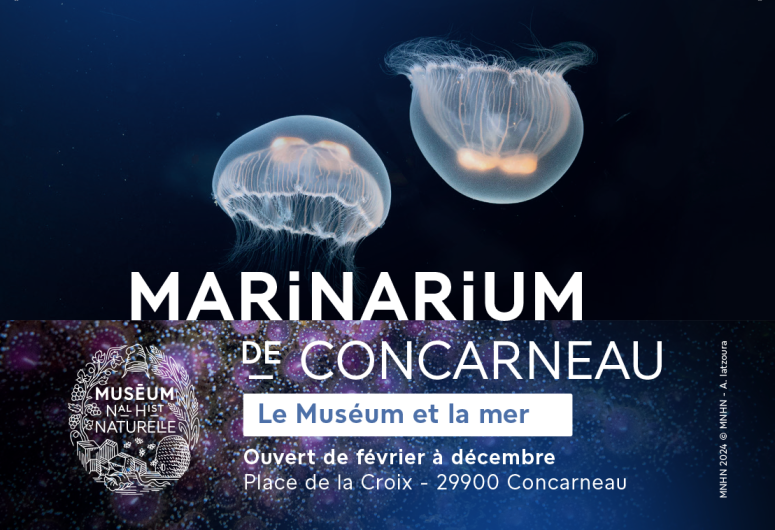 Marinarium – Aquarium à Concarneau – Aquariums Finistère Sud, Bretagne